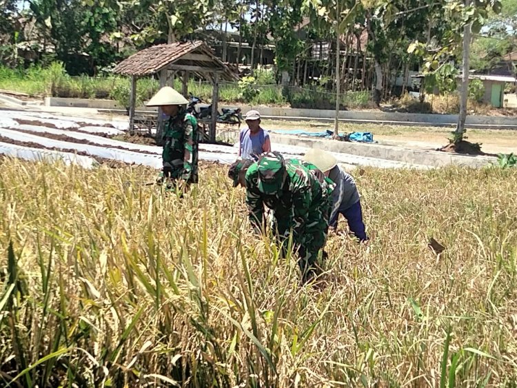 Panen Padi Bersama Poktan Margi Tani Babinsa Koramil 15/Rakit Perkuat Pendampingan Ketahanan Pangan