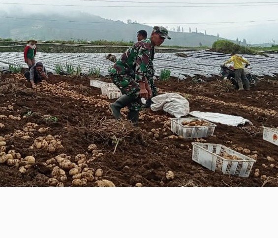 Danramil 05/Batur Bersama Kelompok Tani Panen Kentang di Dieng, Cuaca dan Harga Pasar Jadi Perhatian