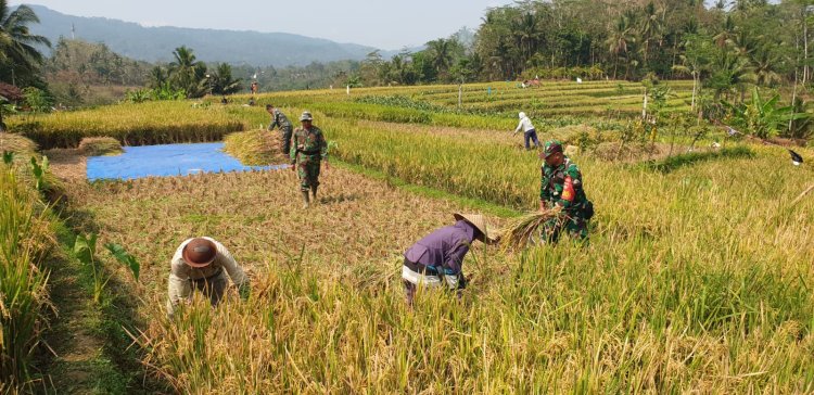 Sukseskan Ketahanan Pangan Danramil Dan Babinsa Terhun Langsung Bantu Petani Panen Padi