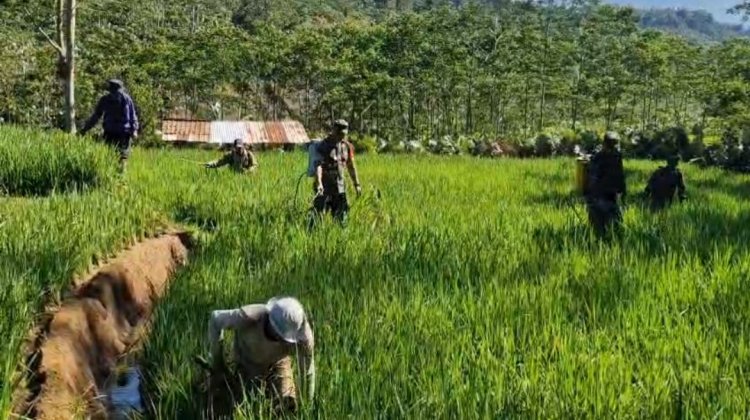 Berantas Hama Tanaman Babinsa Koramil 04 Karangkobar Bantu Petani Semprot Tanaman Padi