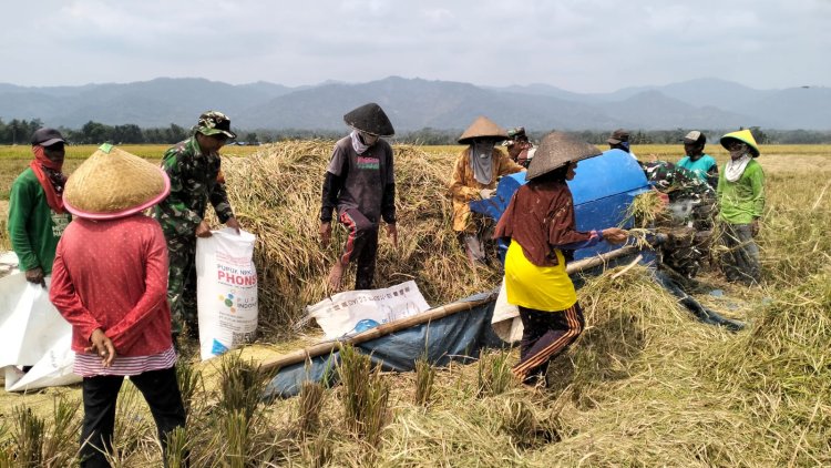 Koramil 02/Klampok Melaksanakan Panen Padi Bersama Poktan Sampurna Desa Kalimandi