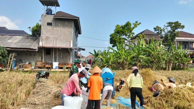 Babinsa Bantu Panen Padi Petani Wujudkan Ketahanan Pangan Nasional