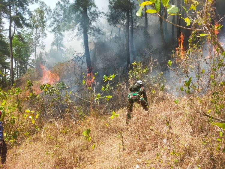 Babinsa Koramil 07/Mandiraja Bersama Tim Gabungan Padamkan Kebakaran Lahan Pinus di Glempang