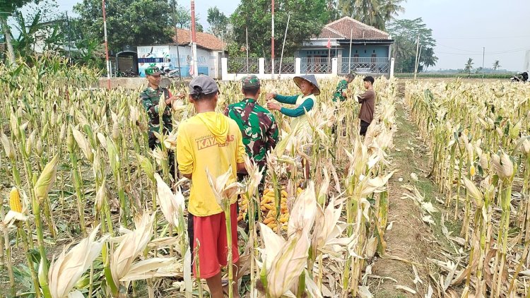 Babinsa Panen Jagung Bersama Masyarakat Susukan