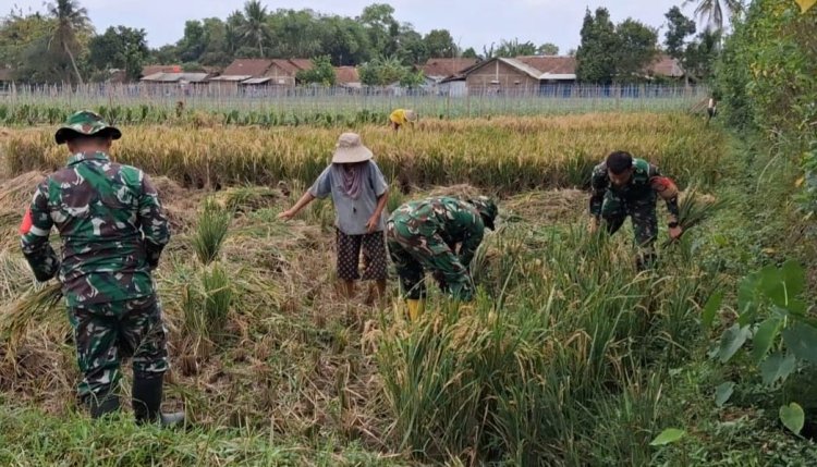 Danramil 08/Purwanegara Pimpin Pendampingan Panen Padi di Desa Danaraja Wujudkan Ketahanan Pangan