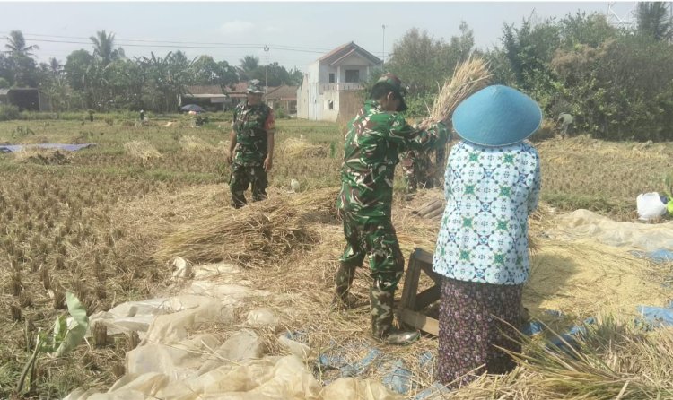 Bantu Petani Saat Musim Panen, Danramil 15/Rakit dan Babinsa Turun ke Sawah Bersama Poktan Margo Tani