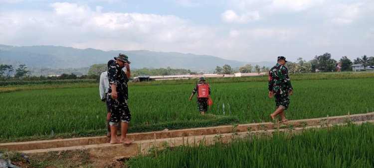 Peduli dengan ketahanan pangan babinsa membantu petaniperawatan padi