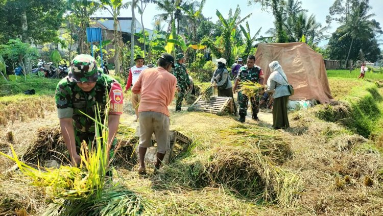 Dukung Ketahanan Pangan, Babinsa Koramil 01/Banjarnegara Dampingi Petani Panen Padi