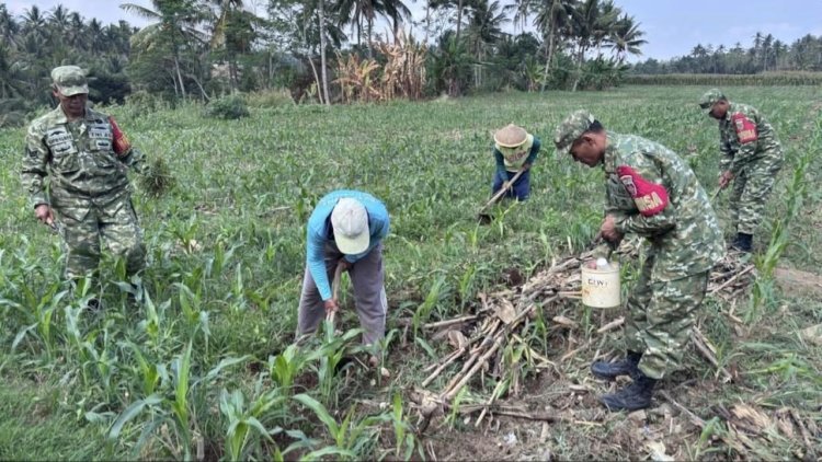 Anggota Koramil 10/Bawang Bersama Kelompok Tani Desa Mantrianom Lakukan Perawatan Tanaman Jagung